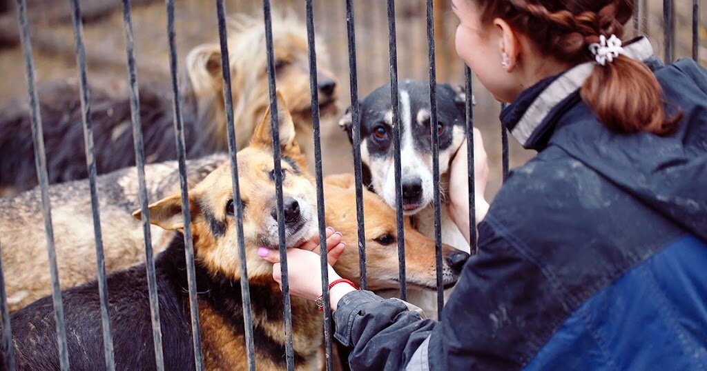 Friends of Staunton Augusta Waynesboro Animal Shelter in Waynesboro, VA