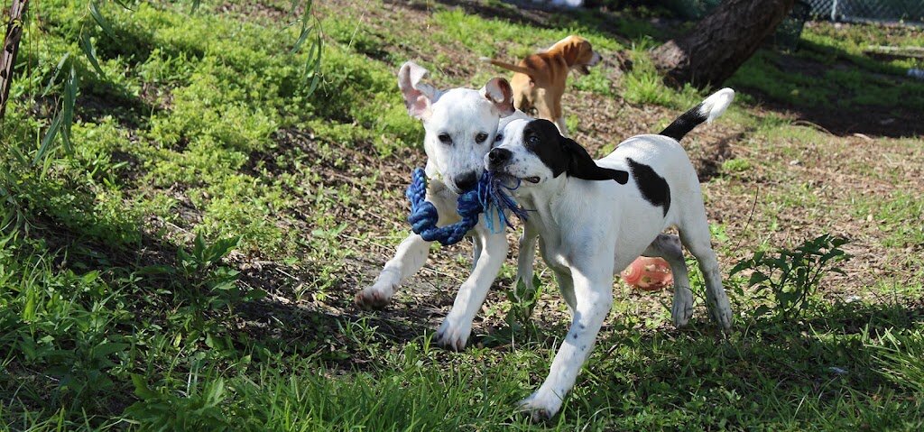 Friends of Strays Animal Shelter in St. Petersburg, FL