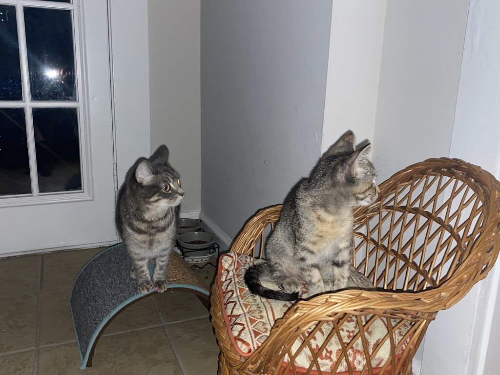Friends of the Animal Shelter of St Joseph, Inc in Saint Joseph, MO