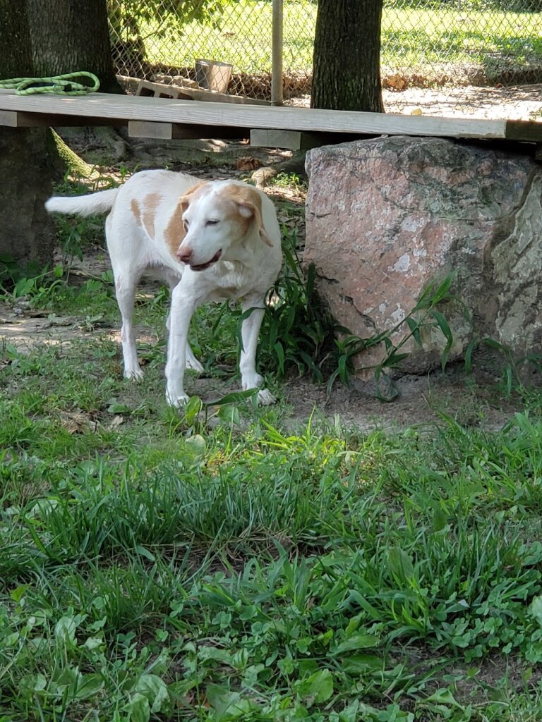 Friends of the Northumberland County Animal Shelter in Heathsville, VA