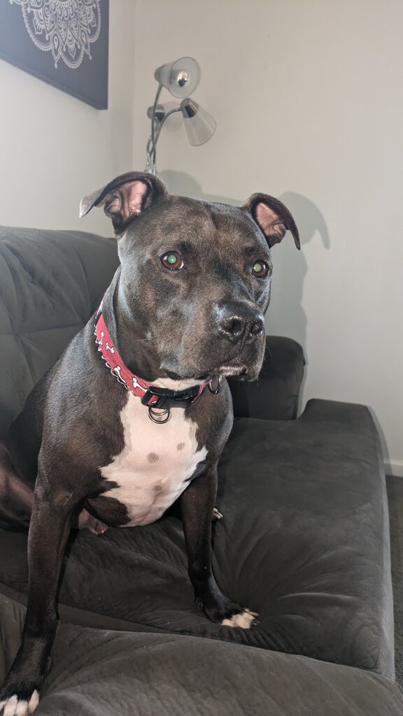 Friends of the River Rouge Animal Shelter in River Rouge, MI