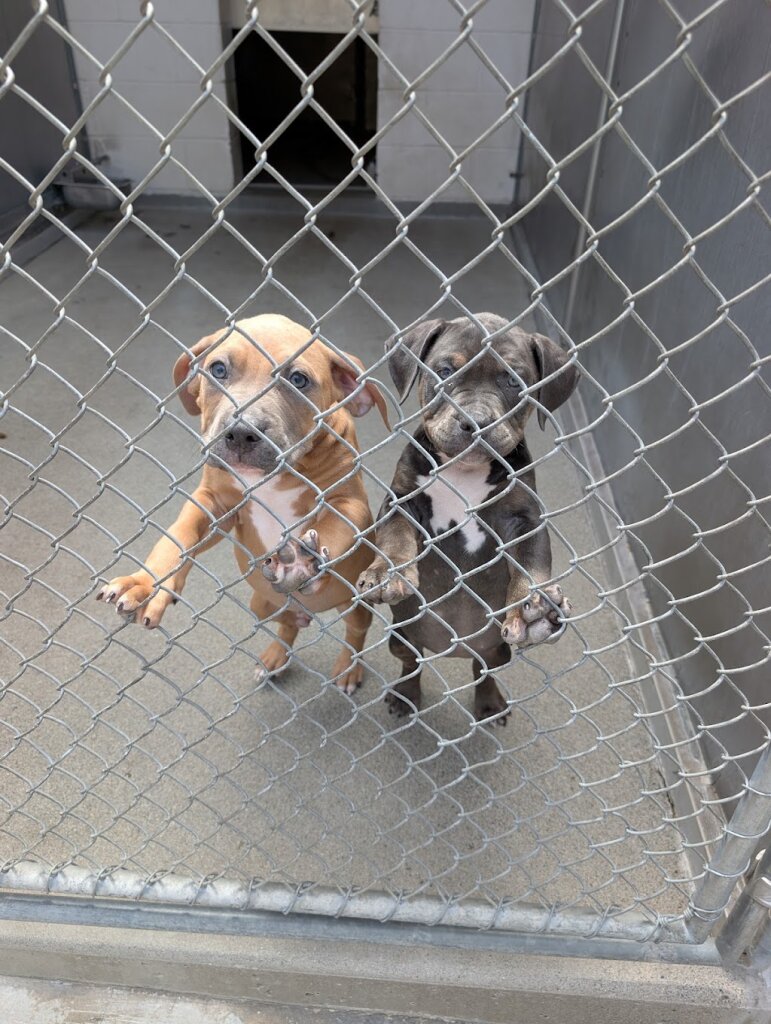 Front Street Animal Shelter in Sacramento, CA
