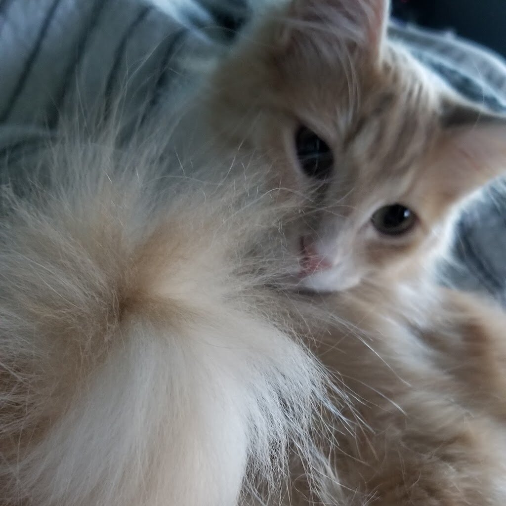 Fur Footed Rescue animal shelter in The Dalles, OR