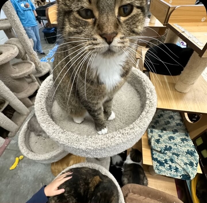 Furball Farm Cat Sanctuary animal shelter in Faribault, MN