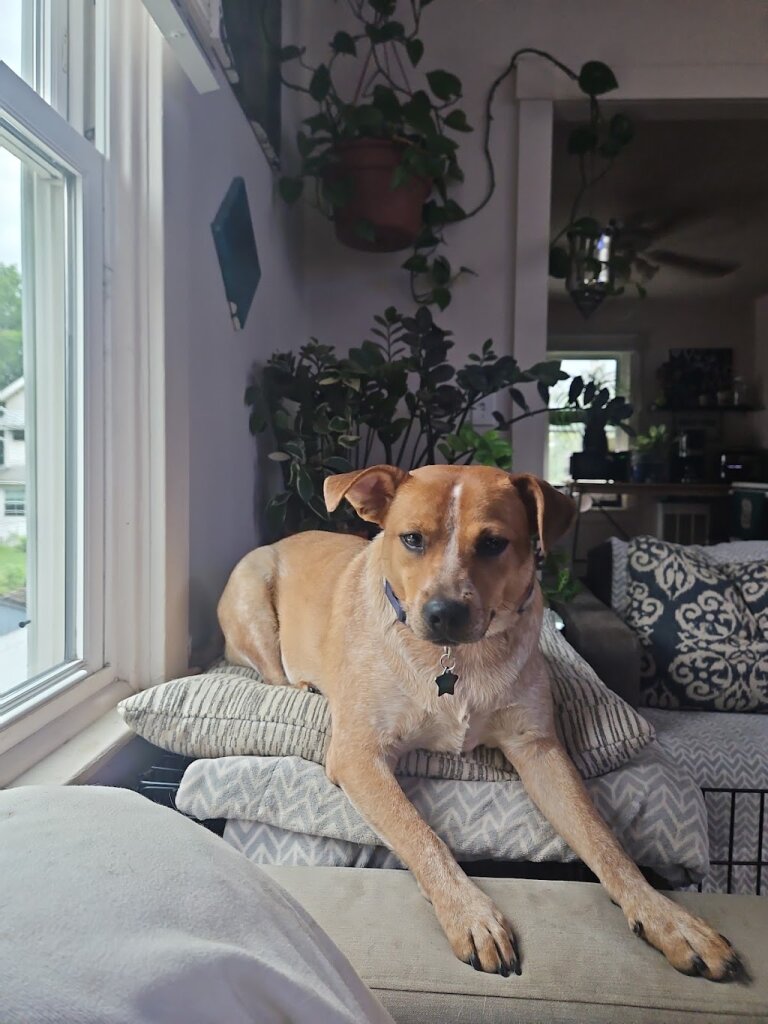 Furry Feet Rescue Inc. animal shelter in Walnutport, PA