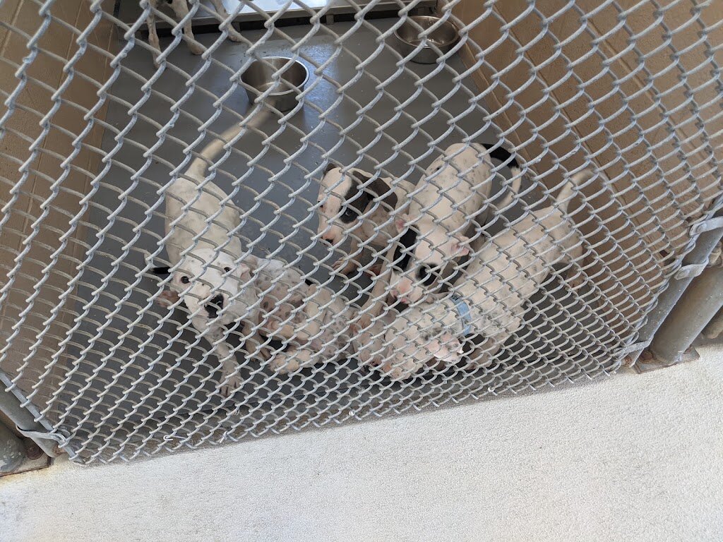 Gardenia E. Janssen Animal Shelter in La Grange, TX