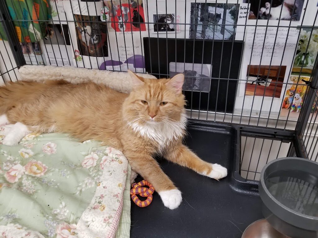 Gardner Animal Shelter in Gardner, MA