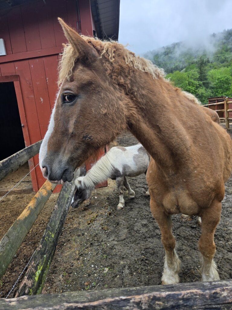 Gerda's Equine Rescue in Townshend, VT