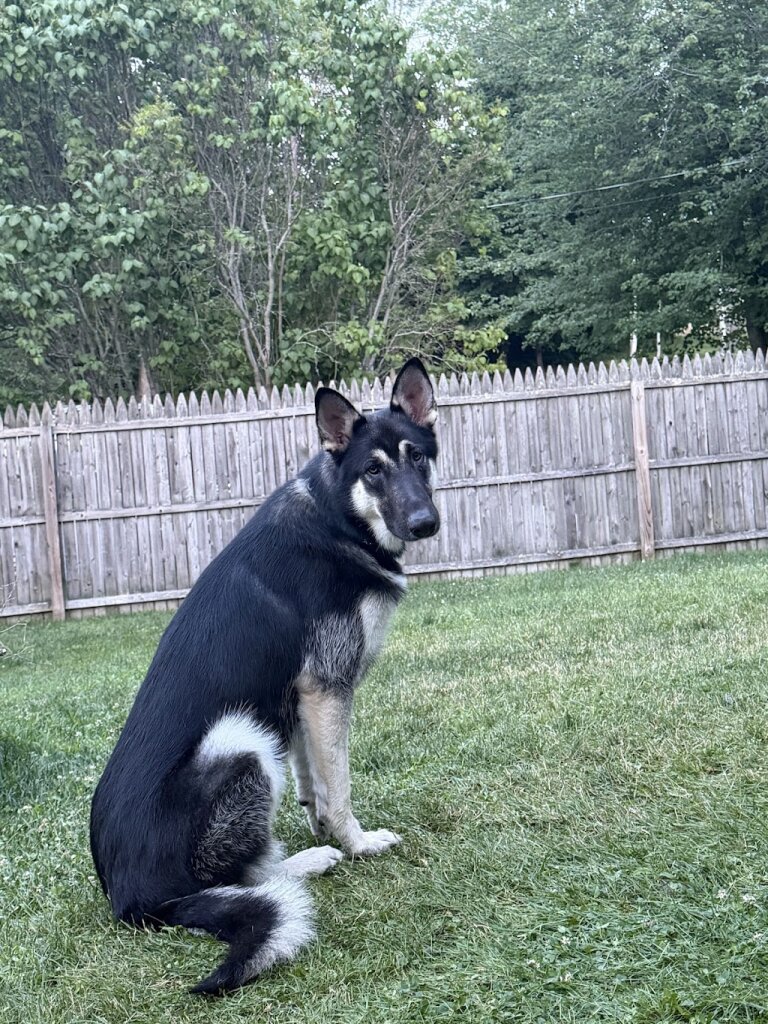 German Shepherd Rescue of Neng animal shelter in Wayland, MA