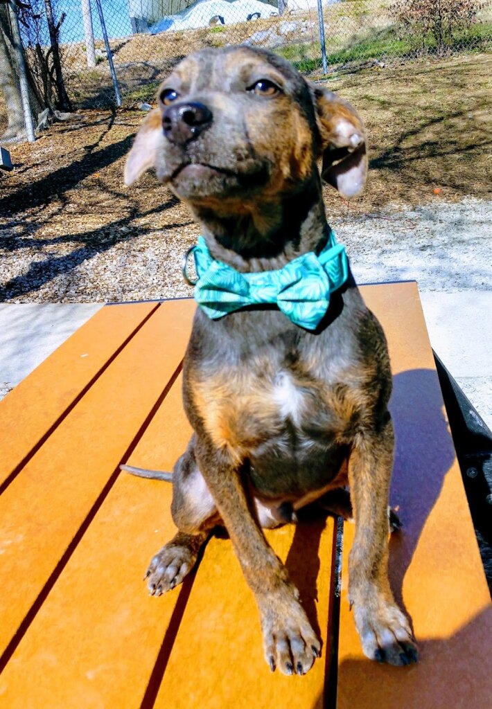 Giles County Animal Shelter in Pulaski, TN