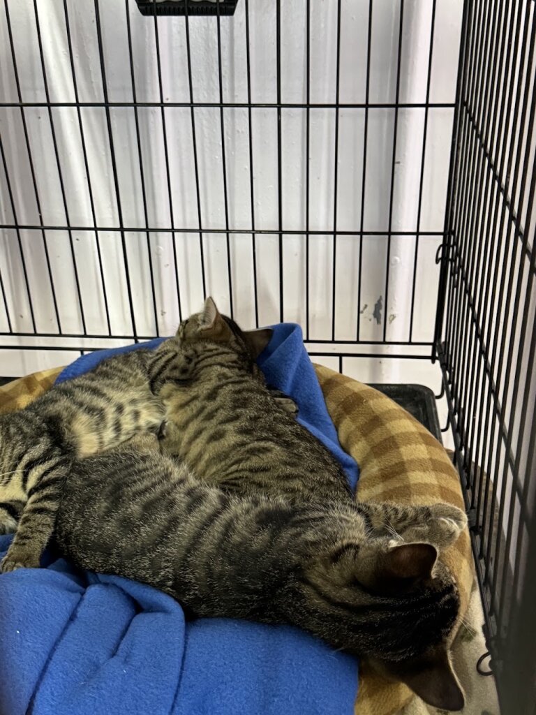 Glacial Lakes Humane Society and Shelter in Watertown, SD