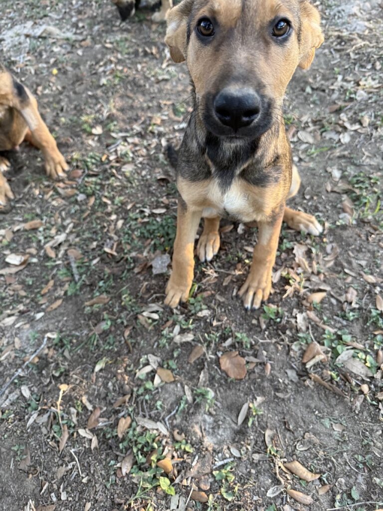 God's Dog Rescue animal shelter in Von Ormy, TX