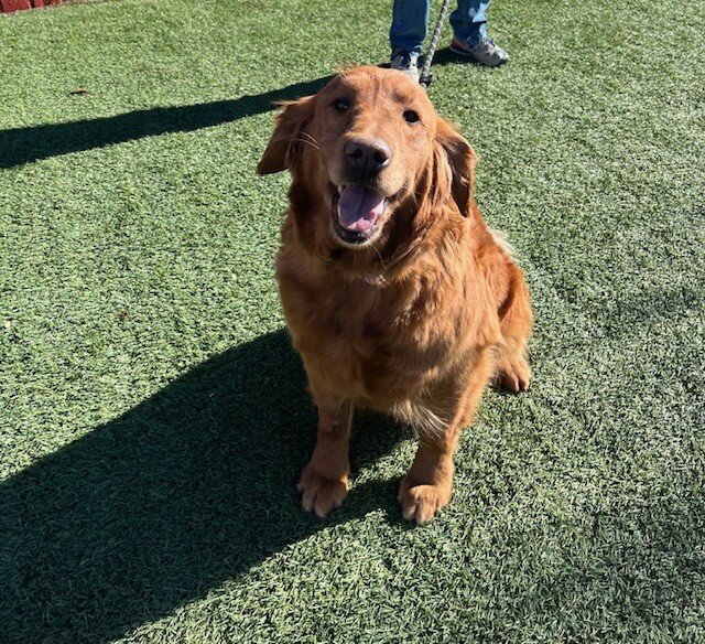 Golden Retriever Rescue of the Rockies in Arvada, CO