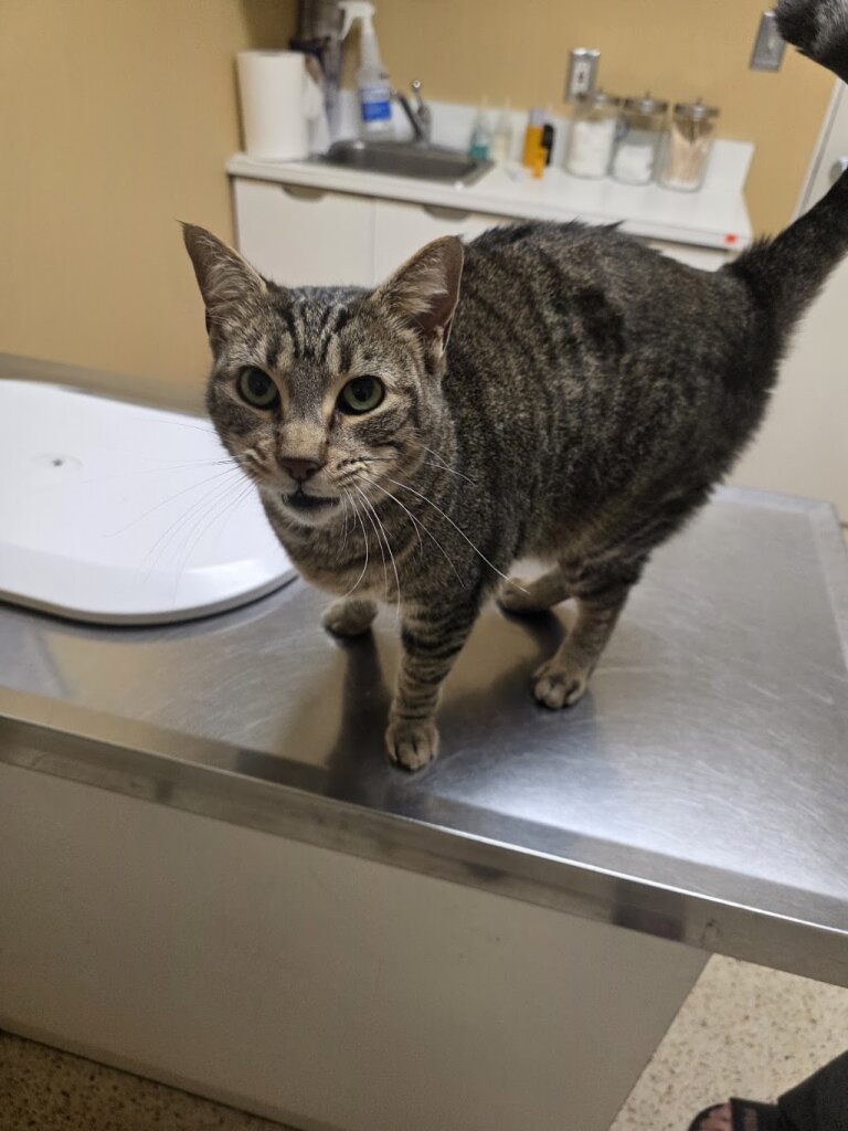 Golden State Humane Society in Los Angeles, CA