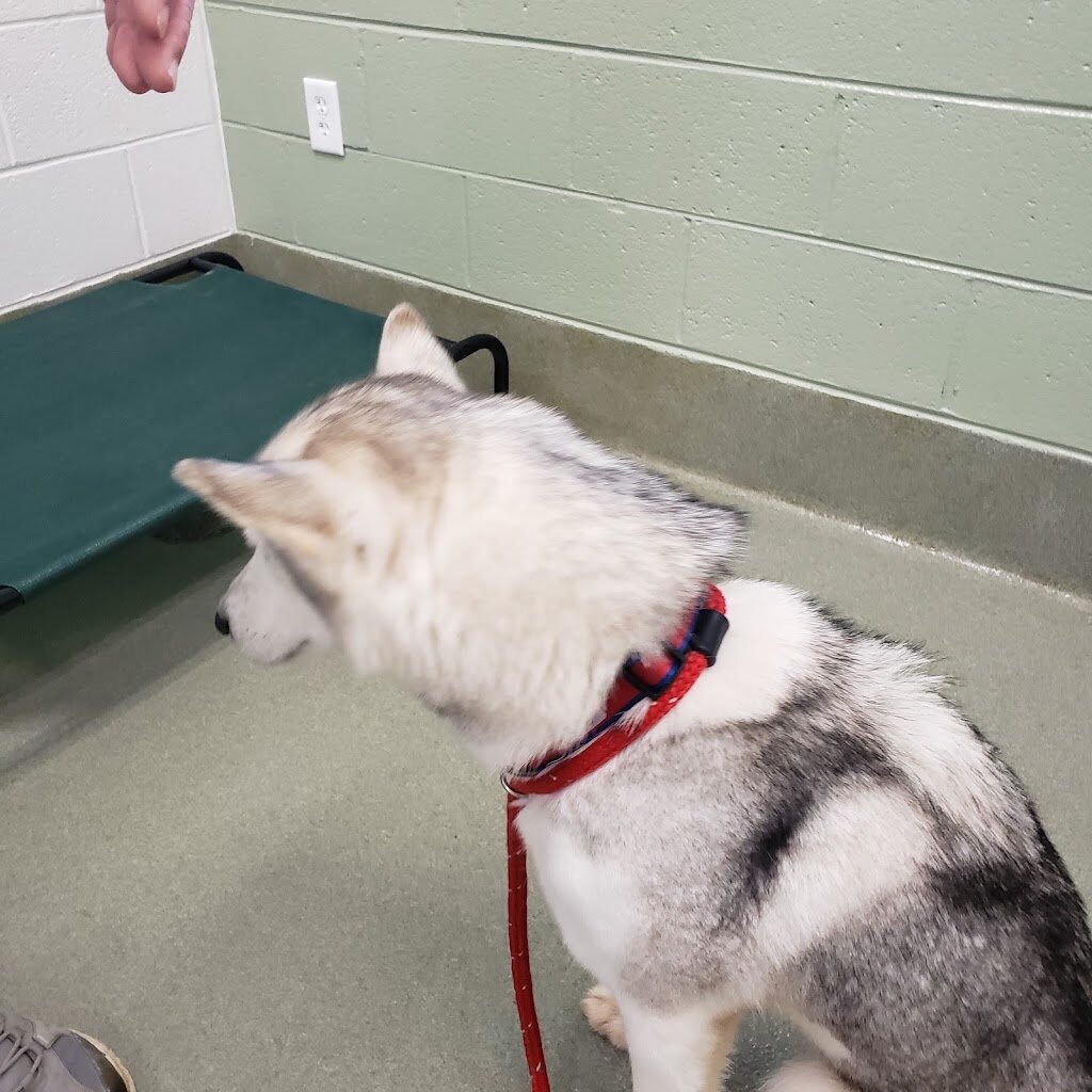 Goochland Animal Shelter in Maidens, VA