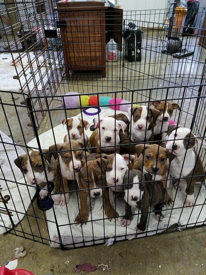 Goode Life Pet Rescue in Herculaneum, MO