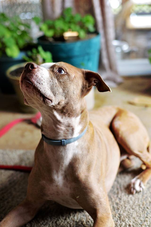 Gracious Friends Animal Sanctuary animal shelter in Heuvelton, NY