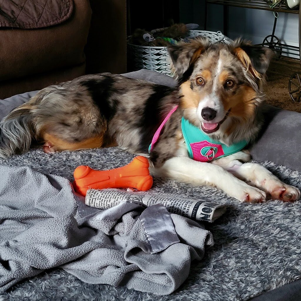 Grant County Humane Society in Lancaster, WI