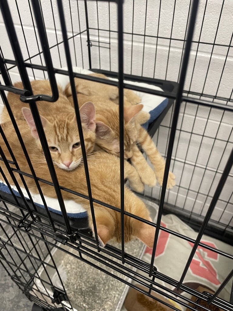 Granville County Animal Control Shelter in Oxford, NC