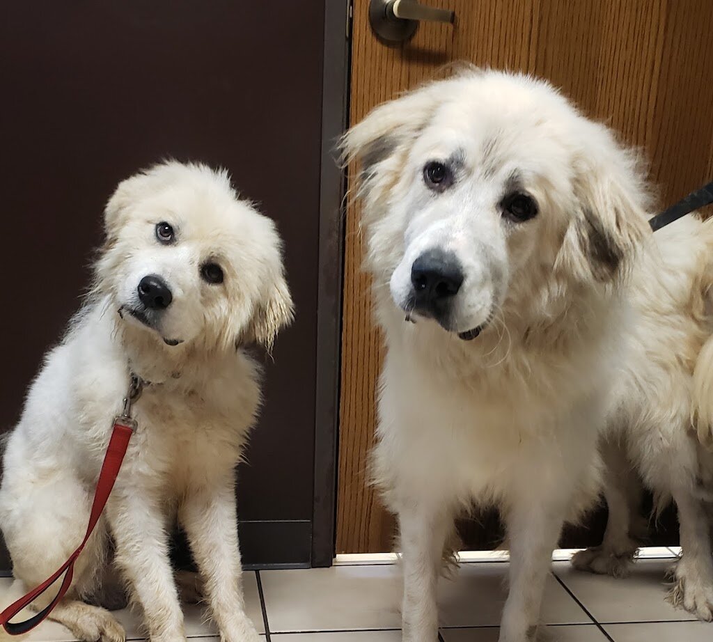 Great Pyrenees Rescue of Wisconsin in Neshkoro, WI