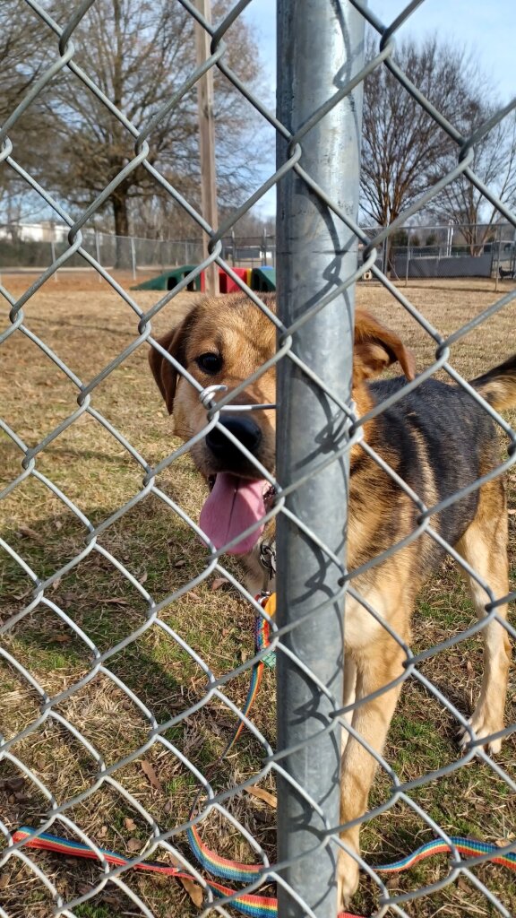 Greater Huntsville Humane Society in Huntsville, AL