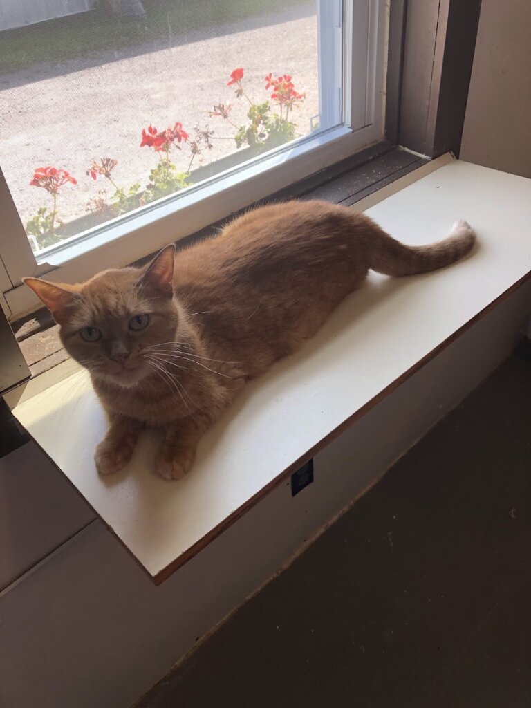 Greenbelt Humane Society in Iowa Falls, IA