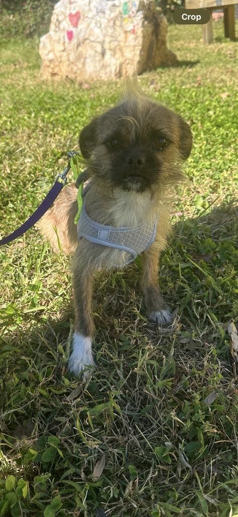 Greene County Animal Shelter in Stanardsville, VA