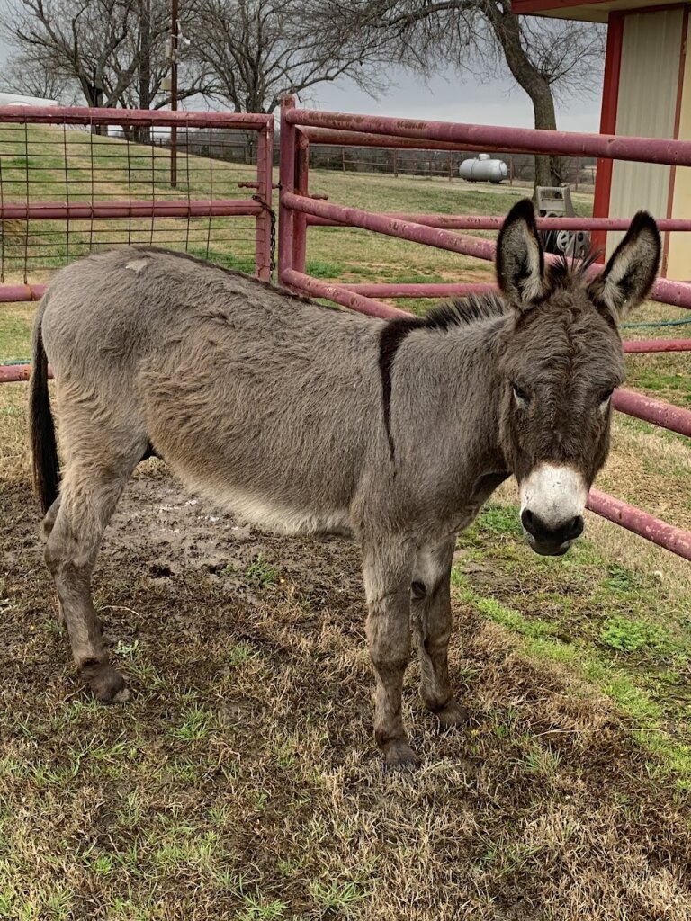 Greener Pastures Farm Sanctuary animal shelter in Whitesboro, TX