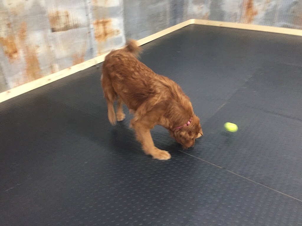 Grey Face Rescue & Retirement in Saint Joseph, MN