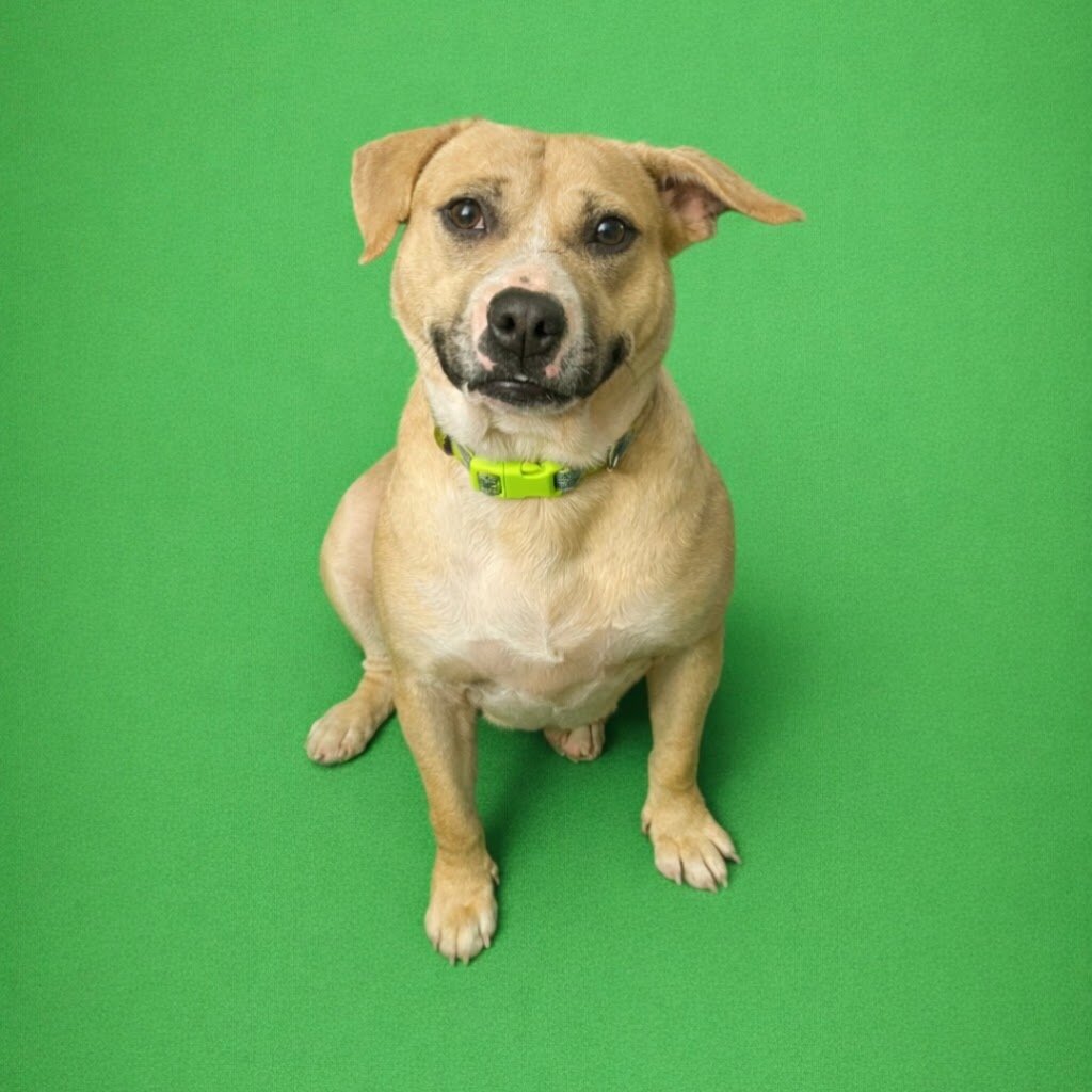 Grimes County Animal Rescue in Anderson, TX