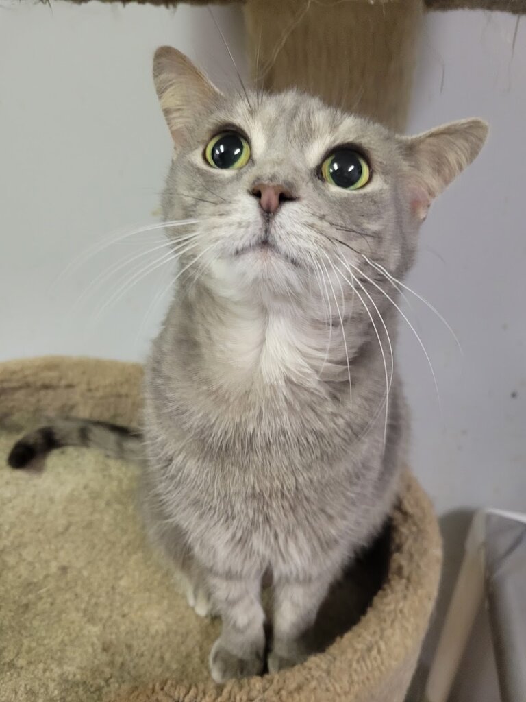Grove City Area Pet Rescue animal shelter in Grove City, PA