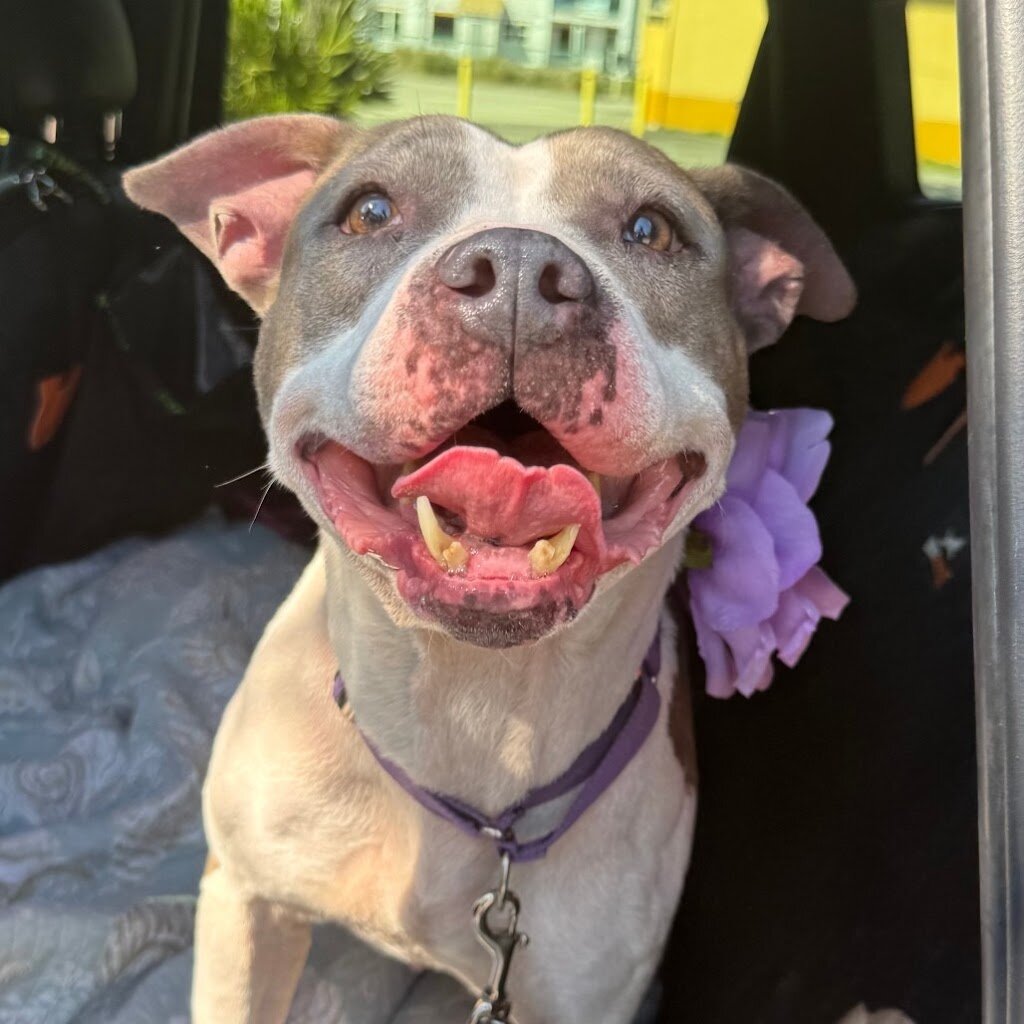 Gulf Coast Humane Society in Fort Myers, FL
