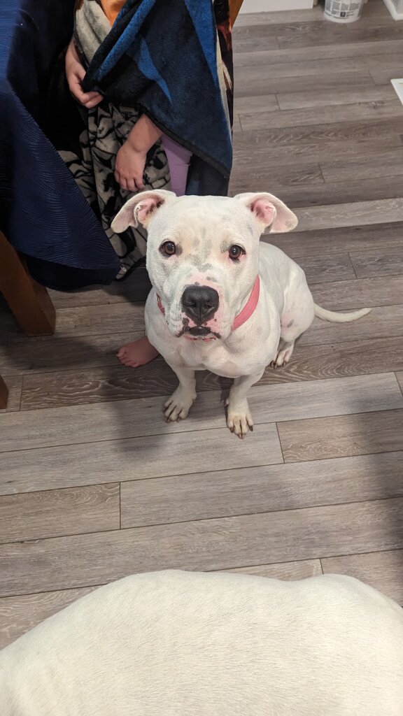 Hamilton Township Animal Shelter and Adoption Center in Hamilton, NJ