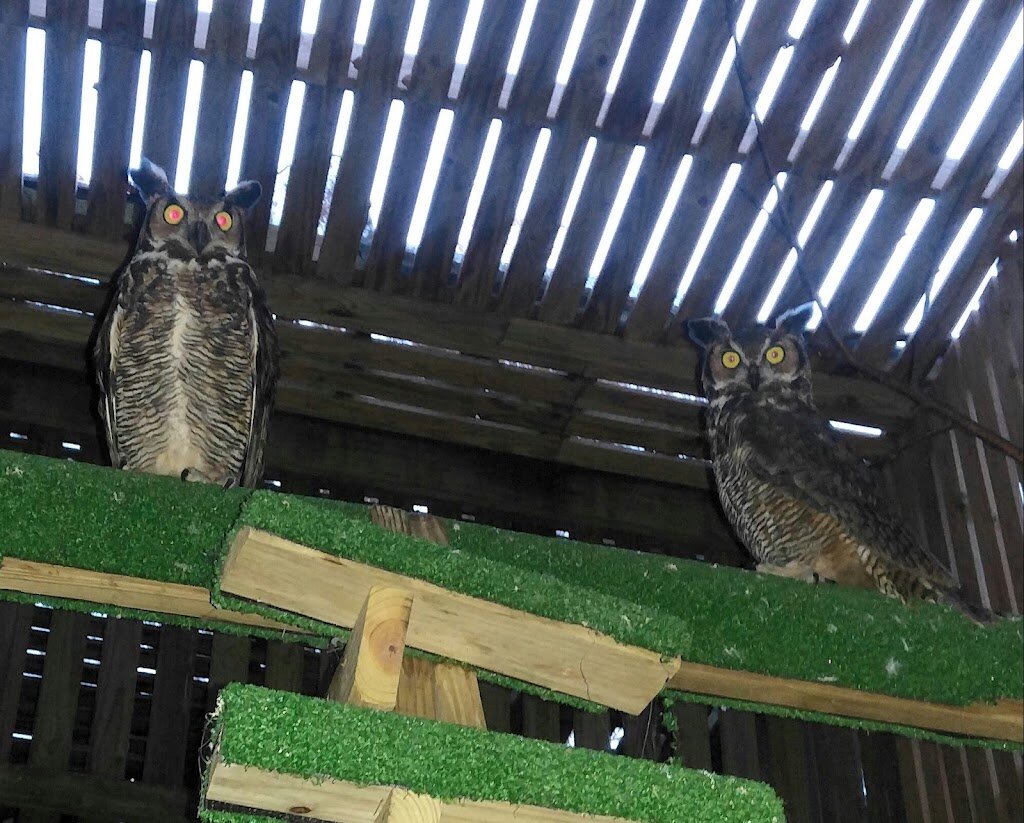 Happinest Wildlife Rescue animal shelter in Signal Mountain, TN