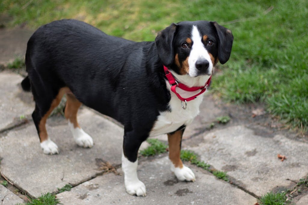 Happy Feet Pet Rescue in Lansing, MI