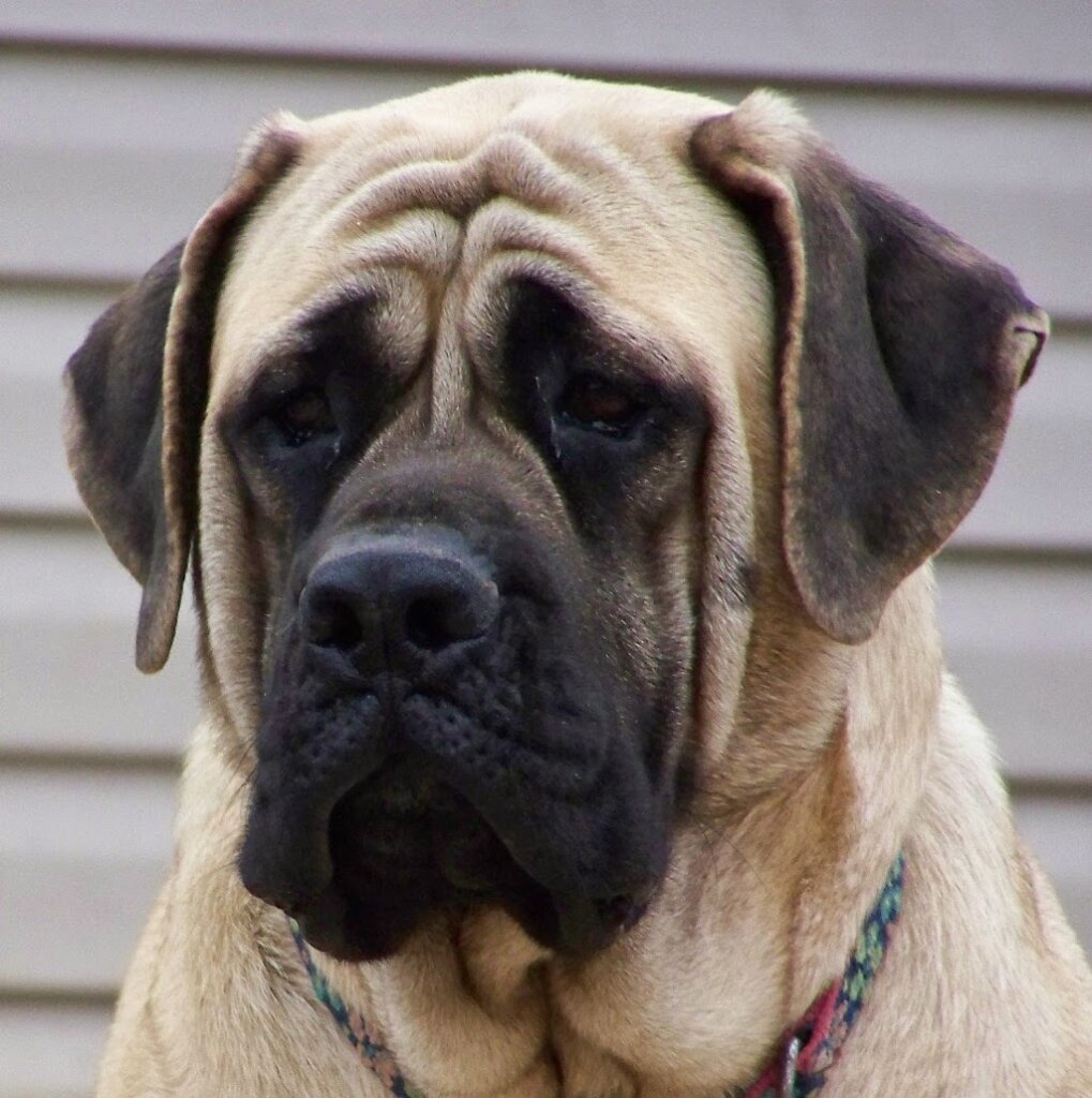 Happy Go Lucky Mastiff Rescue in Flintstone, MD