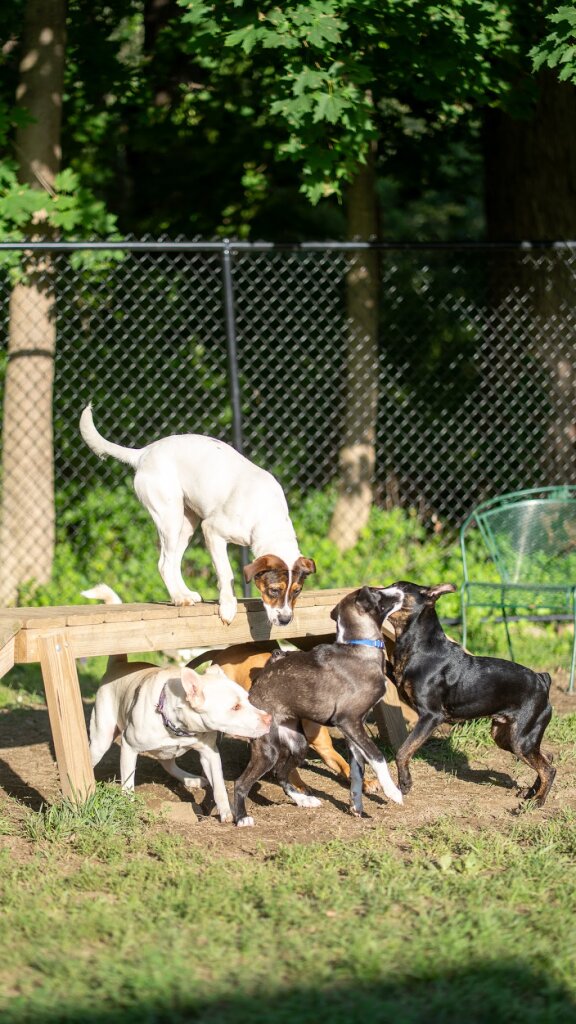 Happy Life Animal Rescue in Pawling, NY