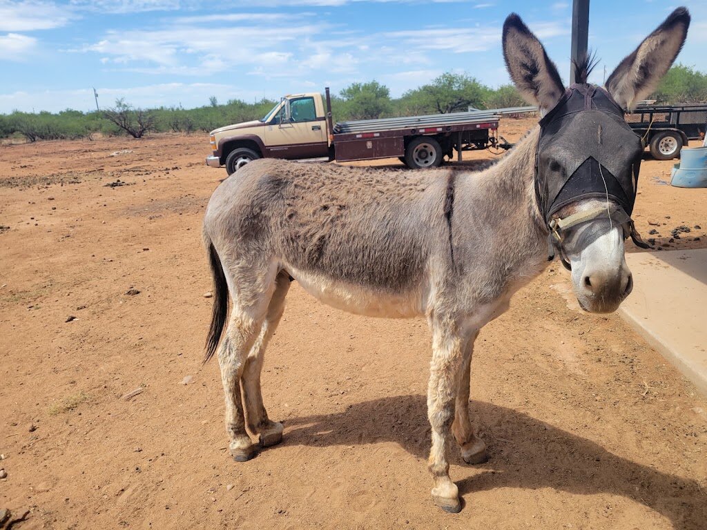 Happy Pants Farm Rescue animal shelter in Sierra Vista, AZ
