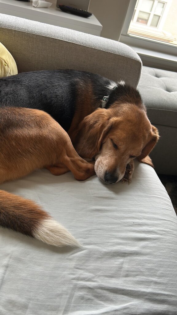 Happy Paws Rescue in Piscataway, NJ