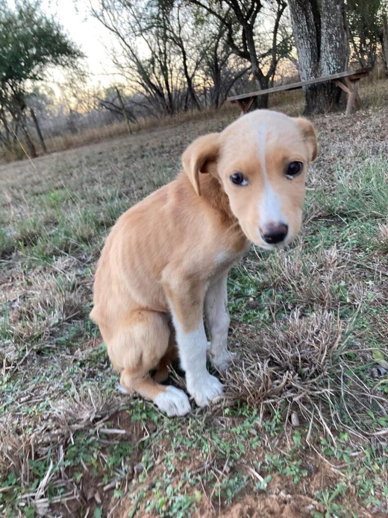 Happy Place Animal Rescue in Leakey, TX