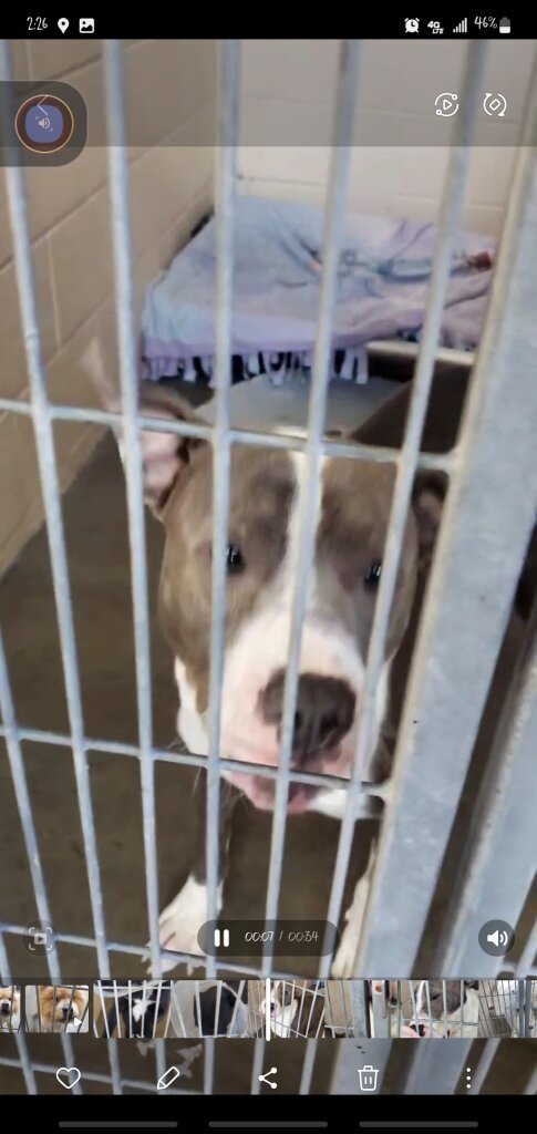 Harker Heights Pet Adoption Center animal shelter in Harker Heights, TX