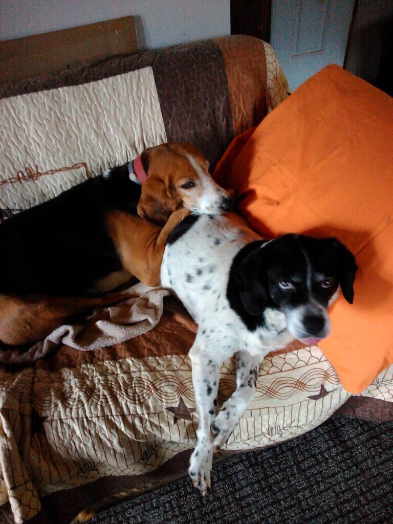 Harmony Rescue, Inc. animal shelter in Rustburg, VA