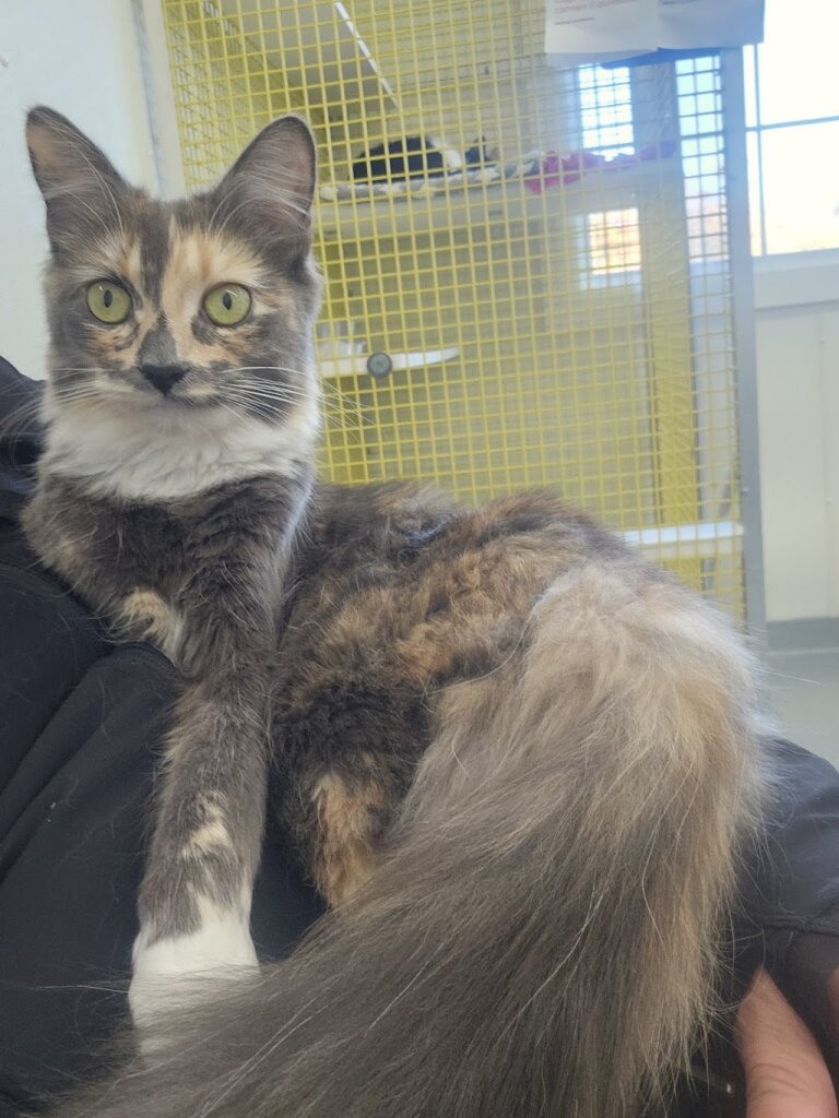 HART of Maine - Adoption Center & Shelter for Cats in Cumberland, ME