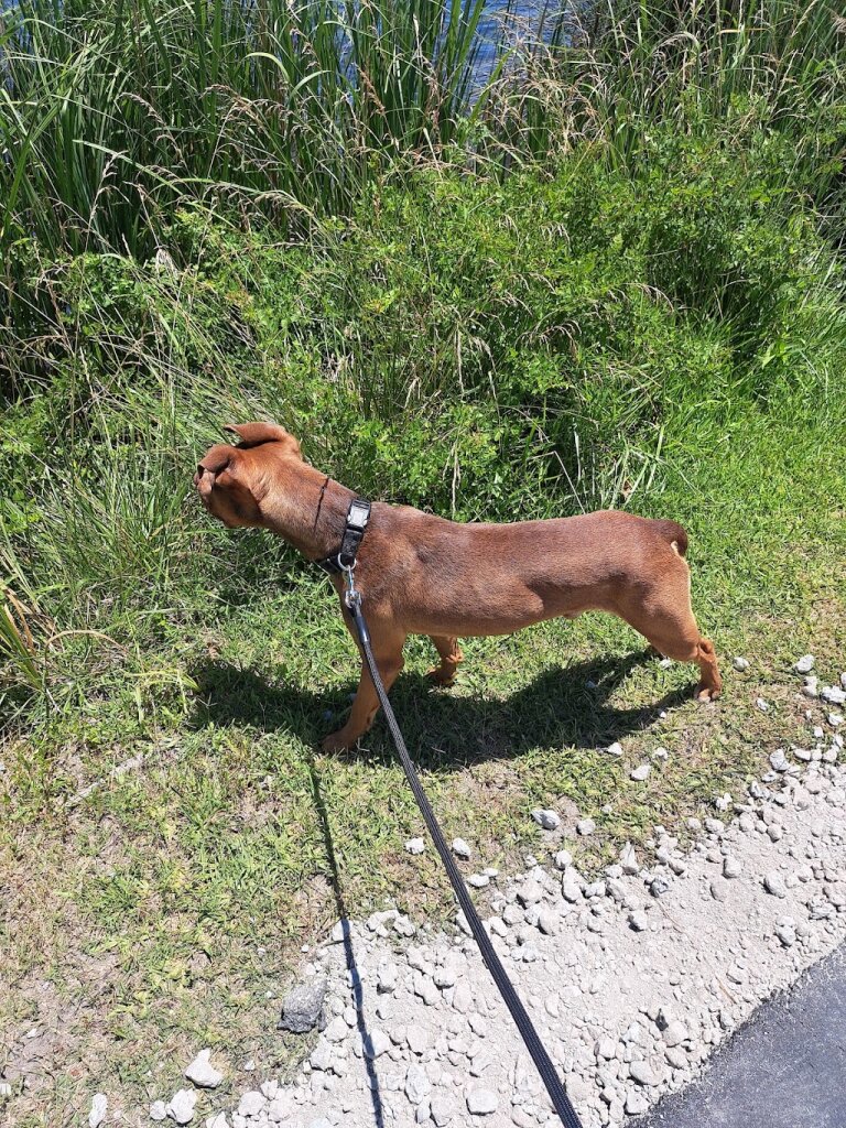 Havelock Animal Shelter in Havelock, NC