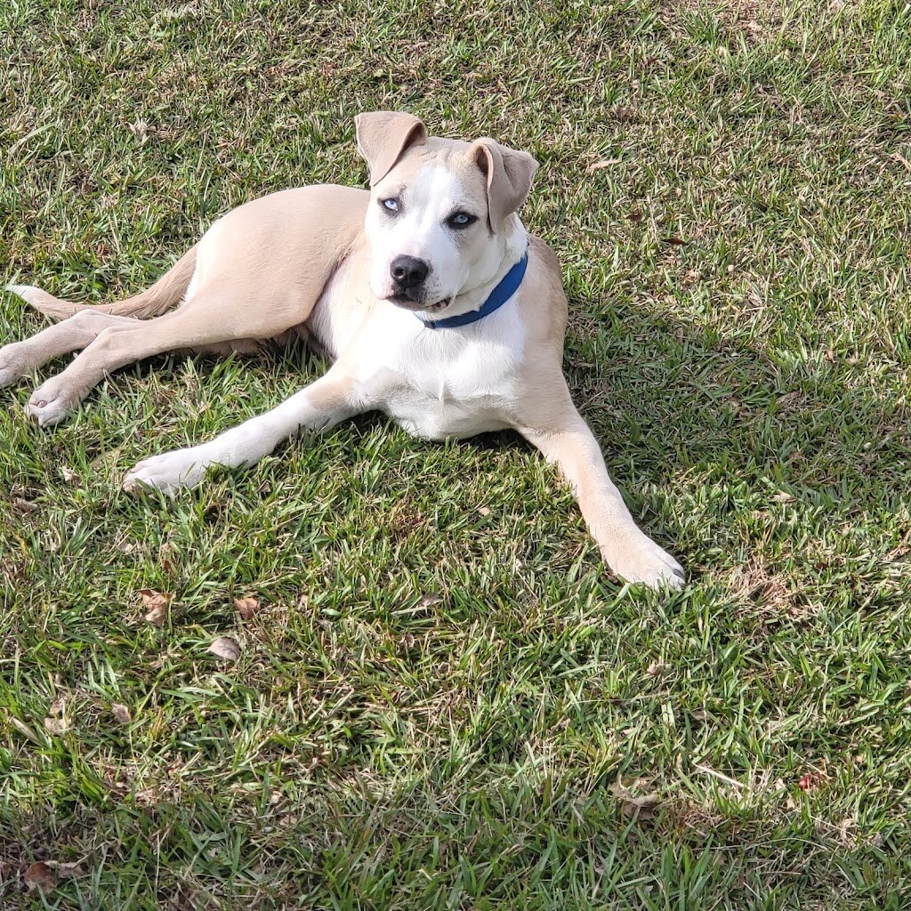 Haven of Hope Rescue in Piedmont, OK