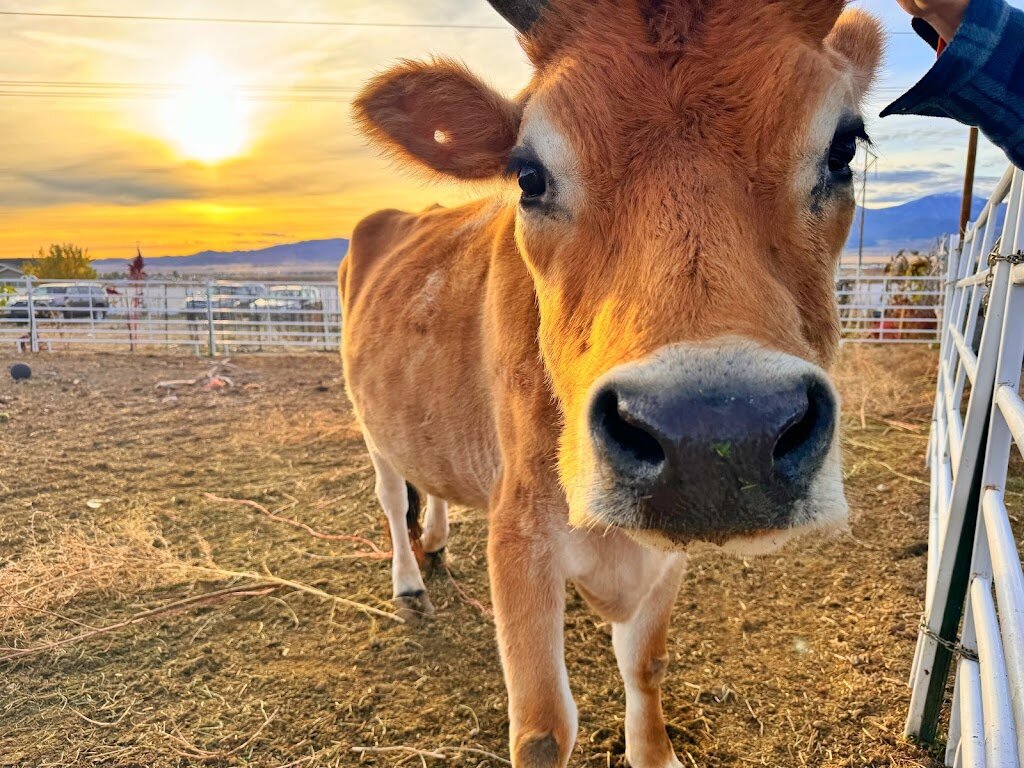 Haven ranch rescue center in Eagle Mountain, UT