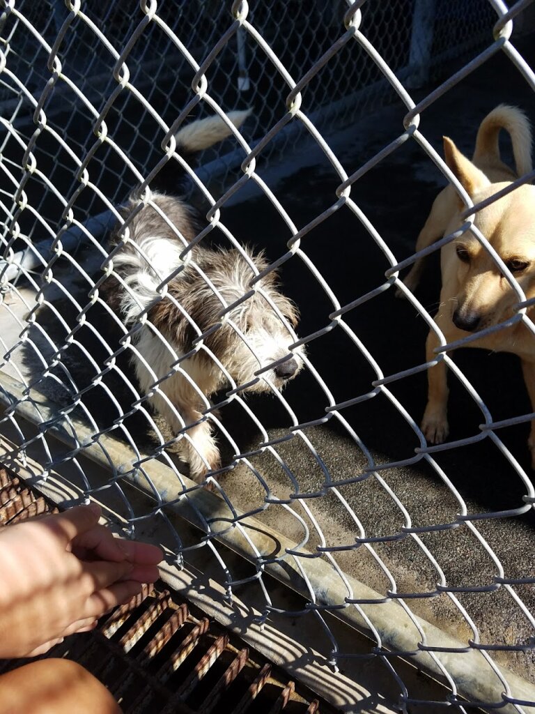 Hawaii Island Humane Society animal shelter in Keaau, HI