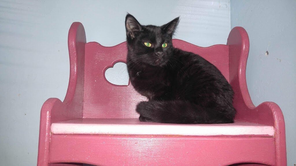 Hazel Park Animal Control Shelter in Hazel Park, MI