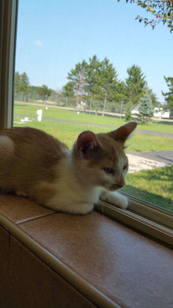 Headwaters Animal Shelter in Park Rapids, MN