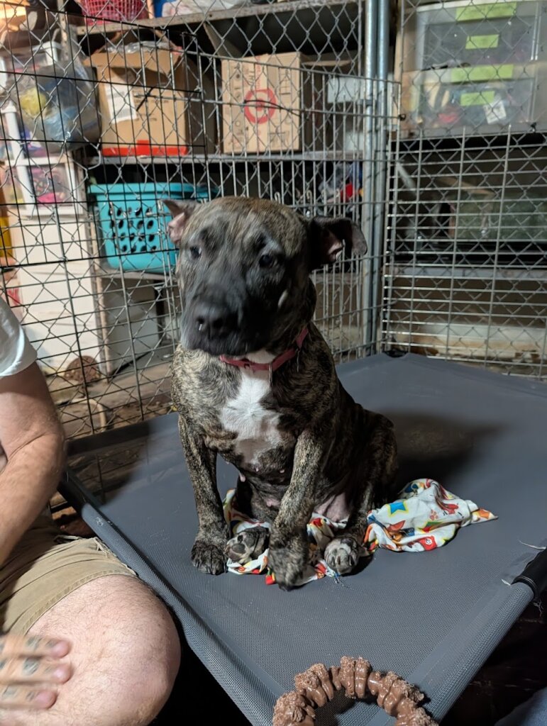 Heal Animal Rescue in Youngwood, PA